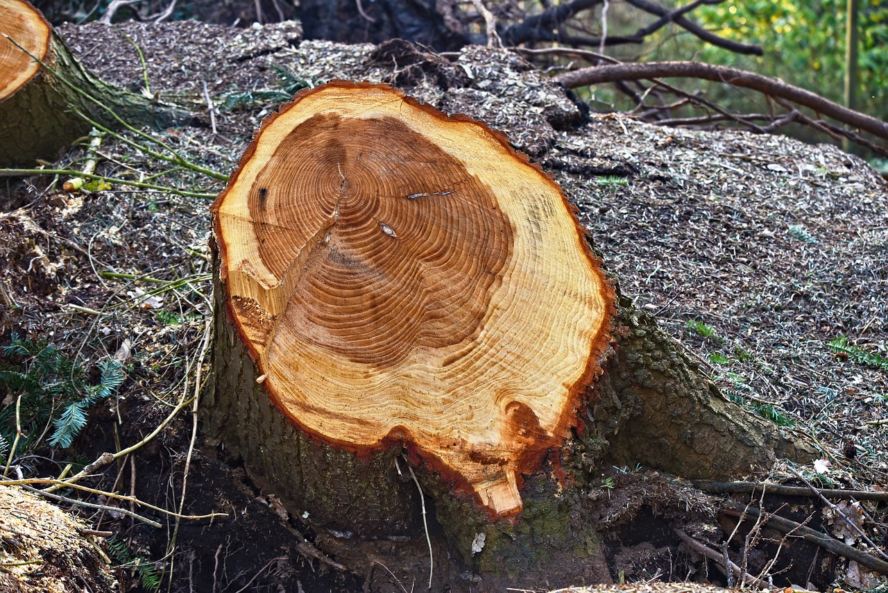 tree, chopped, cut